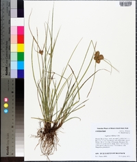 Cyperus reflexus image