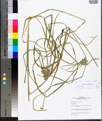 Cyperus ochraceus image