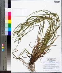 Carex grisea image