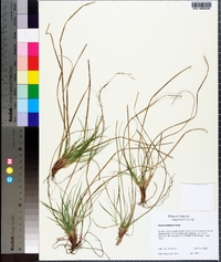 Carex umbellata image