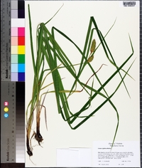 Carex typhina image