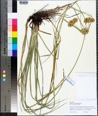 Cyperus entrerianus image