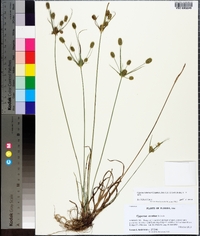 Cyperus retrorsus image