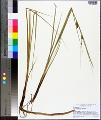 Carex walteriana image