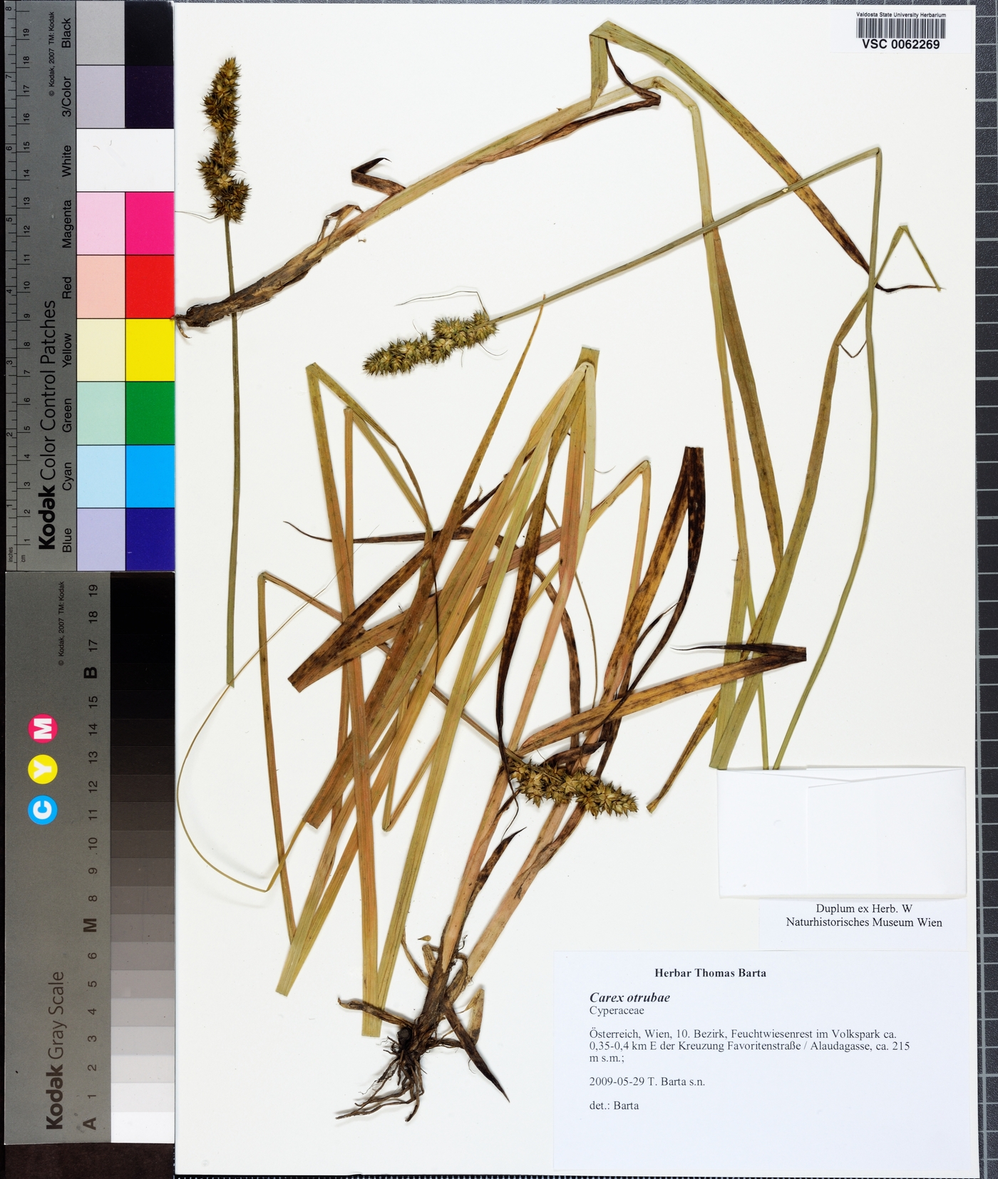 Carex otrubae image