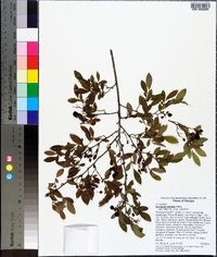 Vaccinium tenellum image