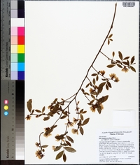 Vaccinium tenellum image