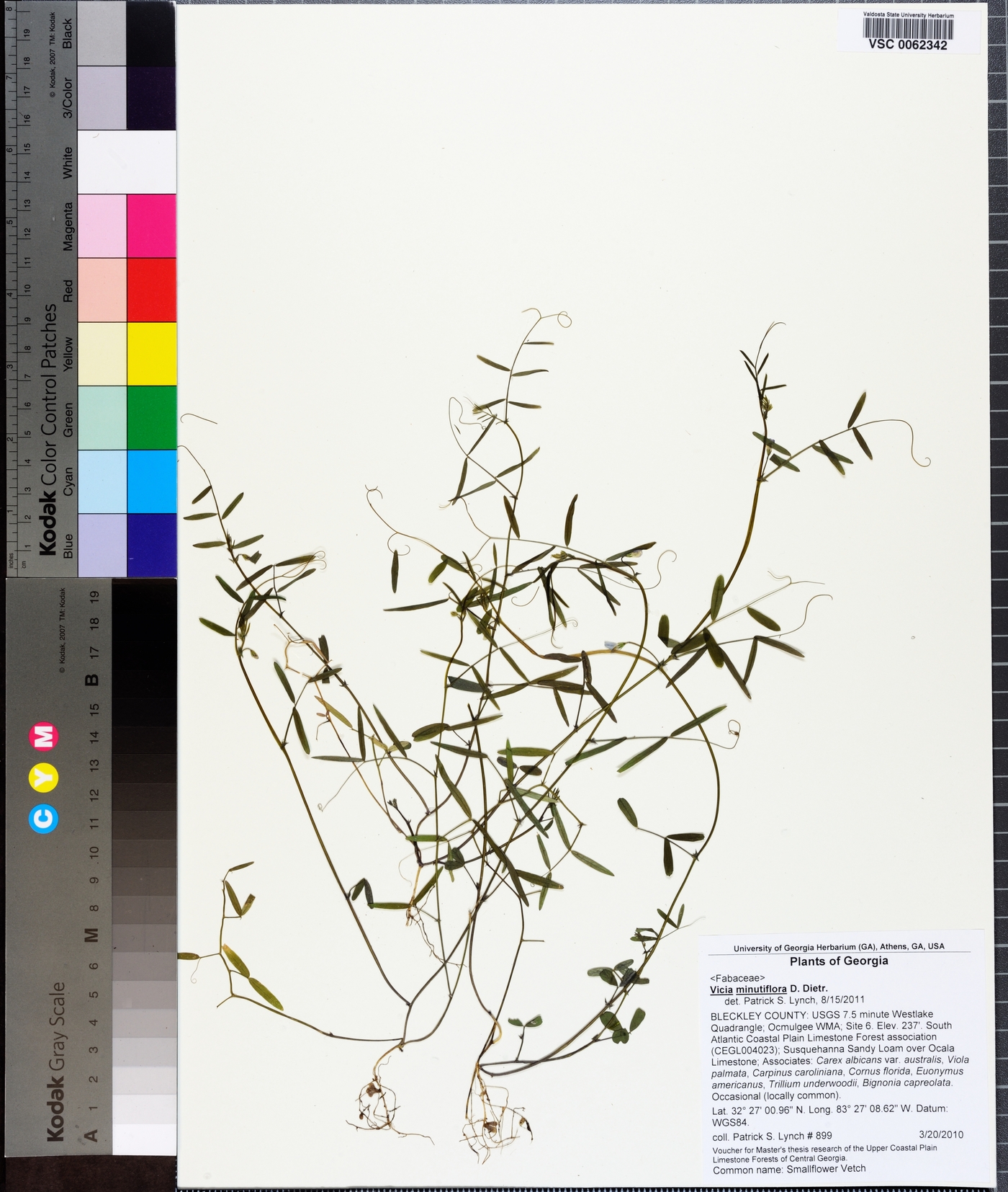 Vicia minutiflora image
