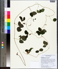 Rhynchosia difformis image