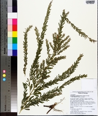 Lespedeza cuneata image