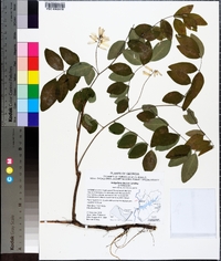 Indigofera decora image