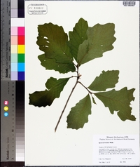 Quercus bicolor image