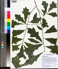 Quercus lyrata image