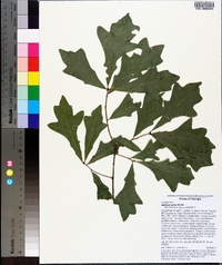 Quercus lyrata image