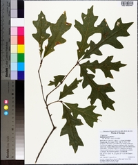 Quercus lyrata image