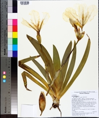 Iris germanica image