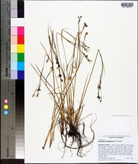 Sisyrinchium atlanticum image