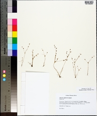 Juncus bufonius var. occidentalis image