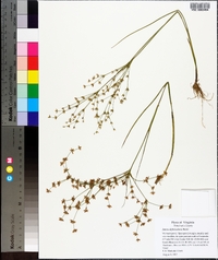 Juncus diffusissimus image