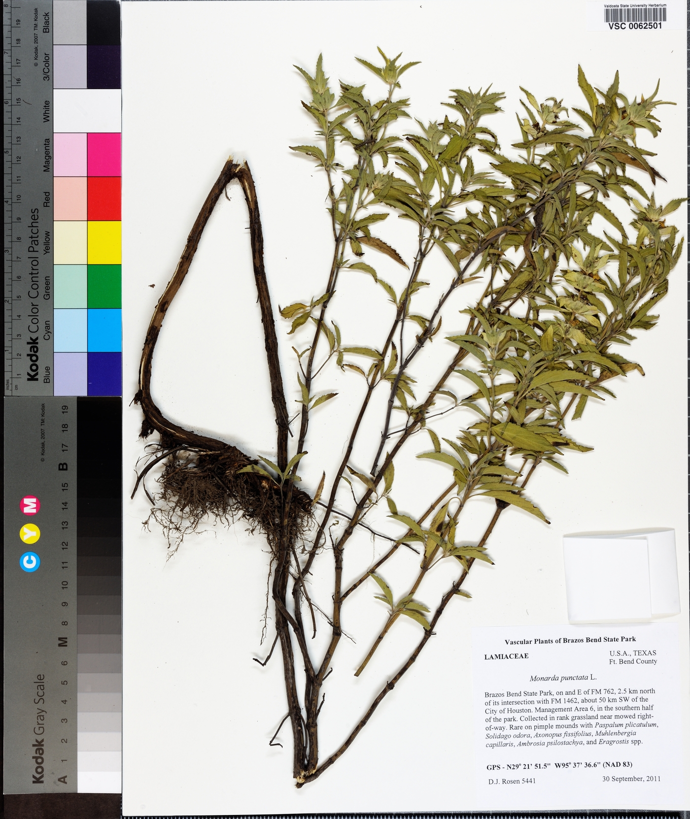 Monarda luteola image