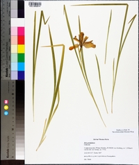 Iris graminea image