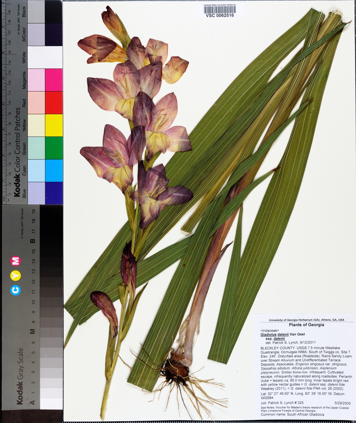 Gladiolus dalenii subsp. dalenii image