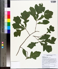 Quercus lyrata image