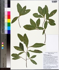 Quercus laurifolia image