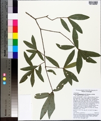 Quercus hemisphaerica image