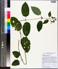 Scutellaria ocmulgee image