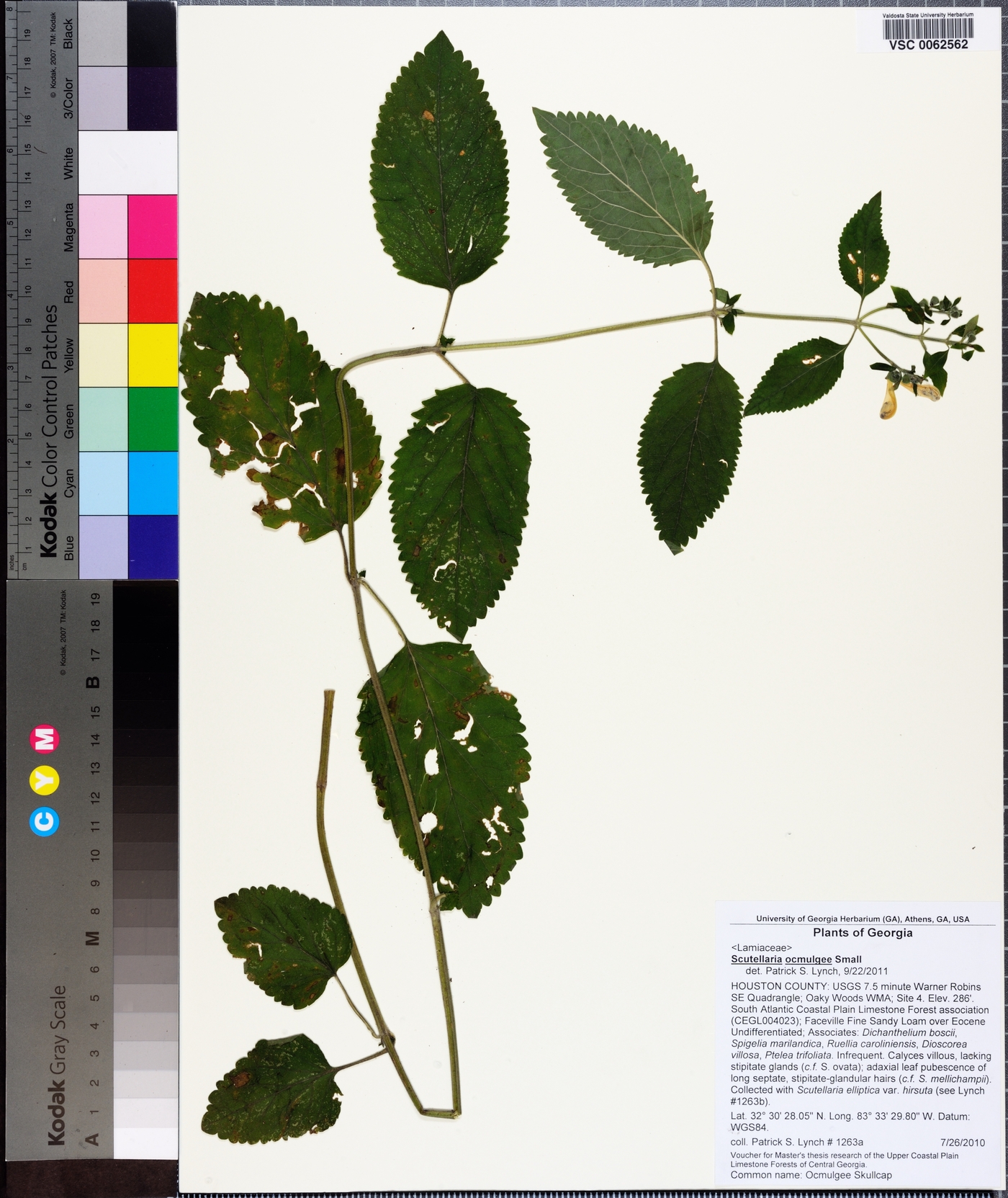 Scutellaria ocmulgee image