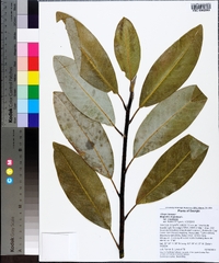 Magnolia virginiana image