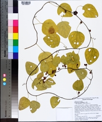 Nephroia carolina image