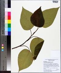 Broussonetia papyrifera image