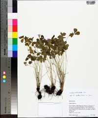 Oxalis articulata image