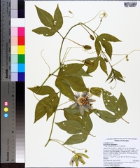 Passiflora incarnata image