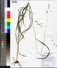 Bromus pubescens image