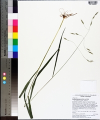 Bromus pubescens image