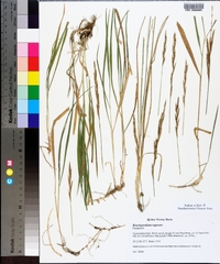 Brachypodium rupestre image