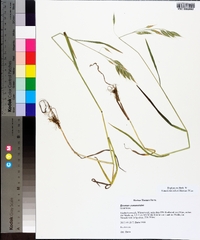 Bromus commutatus image