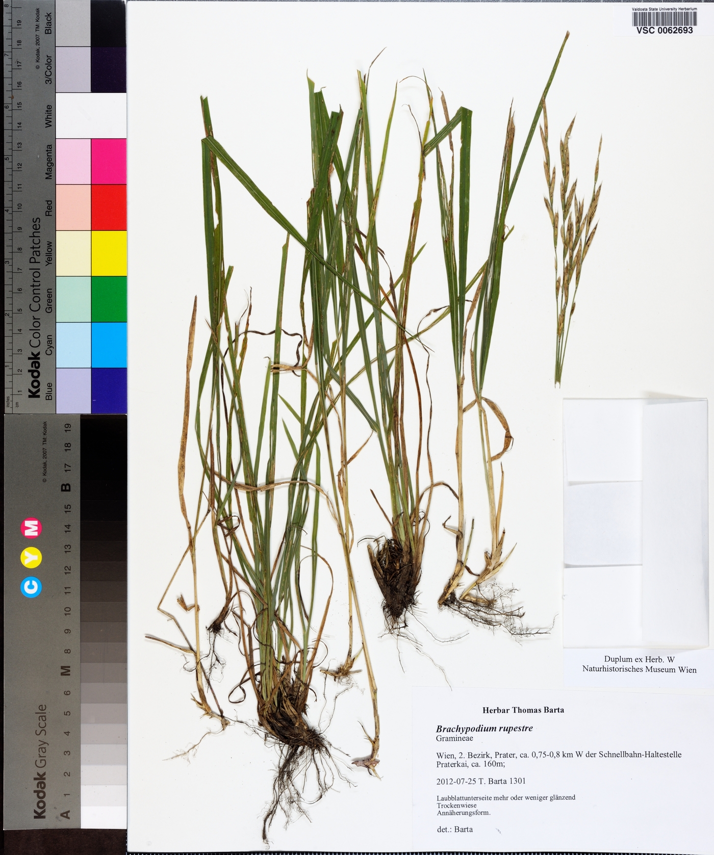 Brachypodium rupestre image