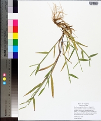 Urochloa platyphylla image