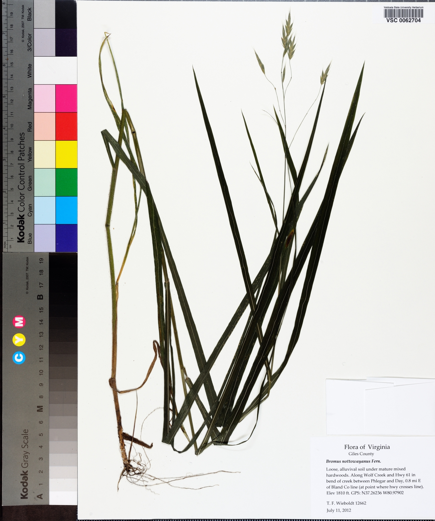 Bromus nottowayanus image