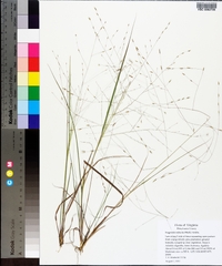 Eragrostis refracta image