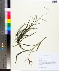 Muhlenbergia sylvatica image