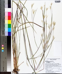 Andropogon ternarius image