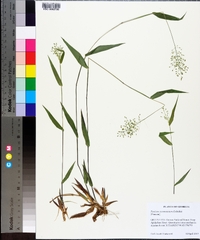 Panicum commutatum image