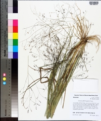 Panicum pilcomayense image