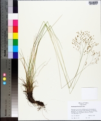 Deschampsia flexuosa image