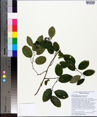 Berchemia scandens image